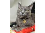 Adopt Meadow a Domestic Short Hair