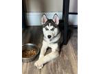 Adopt Ellie a Siberian Husky, Husky