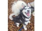 Adopt Eden a Siberian Husky