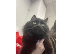 Adopt Princess Olivia a Domestic Long Hair, Domestic Short Hair