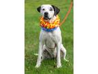 Adopt Lilly a Dogo Argentino, Foxhound