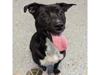 Adopt Sweets a American Staffordshire Terrier