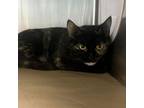 Adopt Lucky Lady a Domestic Short Hair