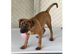 Adopt JILL a Black Mouth Cur, Mixed Breed