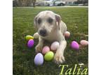 Adopt Talia a Pit Bull Terrier