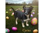 Adopt Cyrus a Shepherd, Labrador Retriever