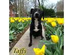 Adopt Taffy a Pit Bull Terrier