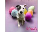 Adopt mindy a Pit Bull Terrier