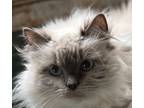 Adopt Paisley a Ragdoll