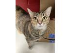 Adopt Mimosa a Domestic Short Hair