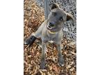 Adopt Crystal a Labrador Retriever, Shepherd