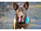 Adopt Bonnie Blu a Australian Shepherd, Husky