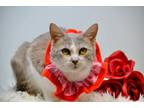 Adopt Nola a Domestic Short Hair