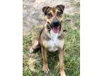 Adopt BUTTERCUP a Rhodesian Ridgeback, Mixed Breed