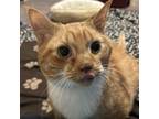 Adopt Gingersnap a Domestic Short Hair