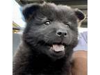 Adopt Daphne a Chow Chow, Mixed Breed