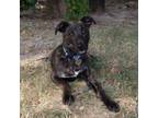 Adopt Luna a Patterdale Terrier / Fell Terrier, Jack Russell Terrier