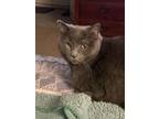 Adopt Stormy SC a Domestic Short Hair
