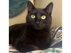 Adopt Puma a Domestic Medium Hair