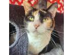 Adopt Callie a Domestic Short Hair