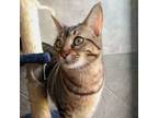 Adopt Kory a Abyssinian