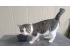 Adopt Jesse a Tabby, Tiger