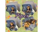 Adopt Piper a Shepherd