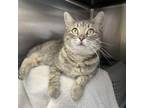 Adopt Alicent a Domestic Short Hair