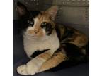 Adopt Lucy a Domestic Short Hair