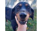 Adopt Chloe a Black and Tan Coonhound