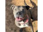 Adopt Femi a American Staffordshire Terrier