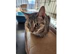 Adopt Bella a Domestic Short Hair