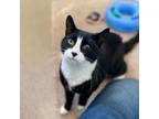 Adopt Quill a Domestic Short Hair