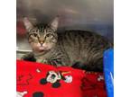 Adopt Kink a Domestic Short Hair