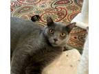 Adopt Saba a Domestic Short Hair