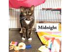 Adopt Midnight a Domestic Short Hair