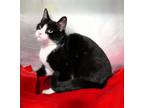 Adopt CUTIE PATOOTIE a Domestic Short Hair