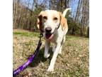 Adopt Maggie/Margot a Beagle, Hound