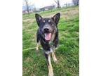 Adopt Paola (7mo PUPPY) a German Shepherd Dog