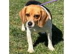 Adopt Maeby a Beagle