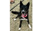 Adopt Ember a Husky, Cattle Dog