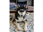 Adopt Cassiopeia (Constellations Mom) a Husky, Mixed Breed