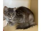Adopt Forte ~ Indoor/Outdoor Barn/Shop Cat a Domestic Short Hair