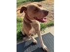 Adopt Hazel a American Staffordshire Terrier