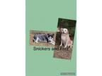 Adopt Snickers & Fritz a Terrier