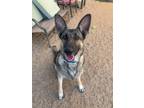 Adopt Bria a German Shepherd Dog