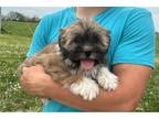 Lhasa Apso Puppy for sale in Springfield, MO, USA