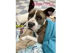 Adopt Cookie a Pit Bull Terrier