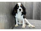 Cavalier King Charles Spaniel Puppy for sale in Fort Wayne, IN, USA