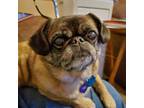 Adopt Gracie a Pug